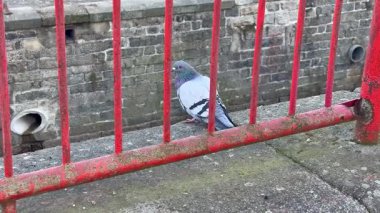 Bir güvercin kırmızı korkulukların yanına tünemiş canlı bir şehirde vahşi yaşamın özünü yakalıyor.