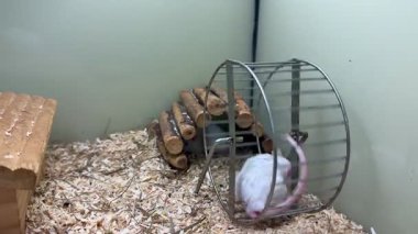 Sevimli bir evcil fare, doğal ortamında bir tekerlekle oynuyor, neşeli davranışlar sergiliyor ve rahat bir ortam yaratıyor..