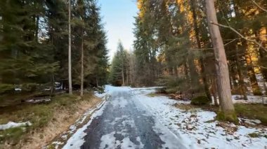 Sakin bir kış patikası uzun çam ağaçlarının arasında kıvrılır, hepsi de güzel karlarla kaplıdır.