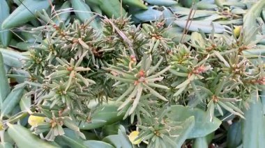 Bu büyüleyici bir bitki. Canlı yeşil yaprakları ve eşsiz dokuları var. Gerçekten çok güzel görünüyorlar.