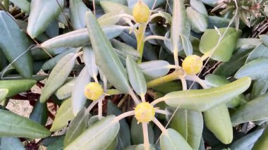 Parlak sarı tomurcukların yakın plan görüntüsü canlı yeşil yaprakların arasına yerleşmiş, güzel, gösterişli doğa harikaları.