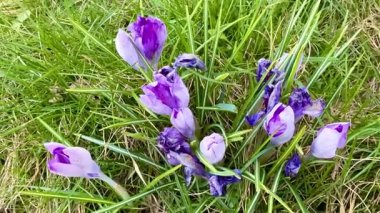 Canlı mor timsahlar yemyeşil çimenlerde güzel bir şekilde ortaya çıkarak doğanın enfes güzelliğini gözler önüne seriyor.