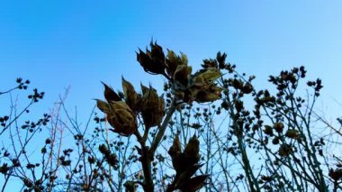 Şaşırtıcı güzellikte çiçek açan siluetler zarif bir şekilde açık ve parlak mavi gökyüzüne karşı dizilmiştir.