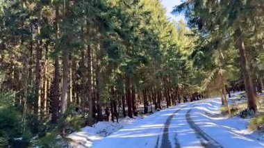 Berrak ve sakin bir kış manzarası. Etrafı yemyeşil ve yemyeşil ağaçlarla çevrili karla kaplı bir yol.
