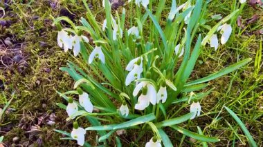 Gerçekten göz kamaştırıcı ve canlı bir kar tanecikleri sergisi yemyeşil bir ortamda zarafetle çiçek açıyor.