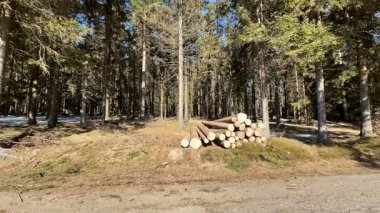 Huzurlu bir orman manzarasında, temiz mavi gökyüzünün altındaki yüksek ağaçların arasında düzgün istiflenmiş kütükler bulunabilir.