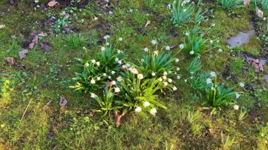 Kardamlası çiçekleri canlı yeşil yosunların arasında açar ve ruha huzur getiren huzurlu bir doğa sahnesi yaratır.