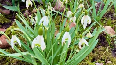 Huzurlu bir bahçede, güzel beyaz kar damlaları onları çevreleyen yemyeşil yapraklar arasında zarifçe çiçek açar.
