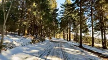 Huzurlu, güzel, karlı bir patika zarif bir şekilde örülmüş yüksek yeşil ağaçlar arasında, hepsi berrak bir kış gökyüzünün altında