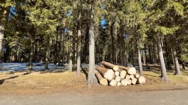 Bu sakin ve sakin bir orman sahnesi. Odunların istiflendiği, yumuşak kar örtüsü ve yükselen ağaçlar sergileniyor.