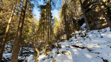 Yüksek ağaçlar arasında karla kaplı bir yol içeren sakin bir kış sahnesi, doğa severler için ideal..