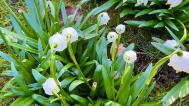 Zarif beyaz kar damlalarını keşfedin. Zarif bir şekilde çiçek açarken yemyeşil ve canlı bir bahçede.