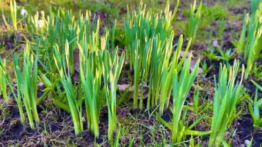 Taze yeşil filizler eriyen zeminden filizlenerek baharın ve yeni başlangıçların canlı gelişinin sinyallerini veriyor.