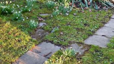 Çiçek açan kardelenleri ve taş yolu olan huzurlu bir bahçe. Sükunet ve güzelliğin bahar görüntüsü için mükemmel.