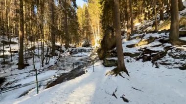 Huzurlu bir kış manzarası, uzun ağaçlar ve engebeli kayalarla süslenmiş huzurlu bir karlı orman yolu.