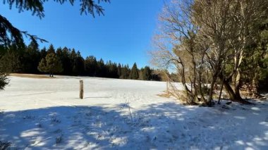Sakin bir kış manzarası karla kaplı bir tarlayı ve açık mavi gökyüzünün altındaki uzun ağaçları gösterir.