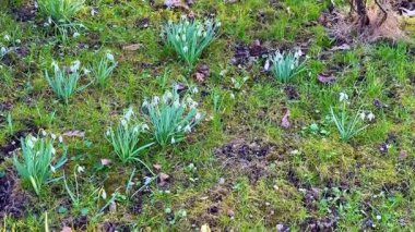 Canlı kar damlalarının güzel bir görüntüsü yemyeşil bir bahar bahçesinde gelişiyor.