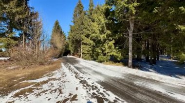 Berrak mavi gökyüzünün altında yükselen çam ağaçlarıyla çevrili karlı bir yolun olduğu huzurlu bir kış manzarası..