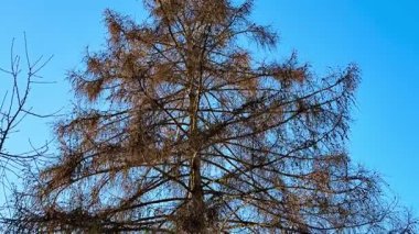 Verimsiz bir ağacın büyüleyici ve çarpıcı bir görüntüsü. Dalları parlak mavi bir gökyüzüne kurulmuş.