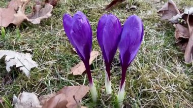 Güzel ve canlı mor kır çiçekleri ilkbaharın başlarında dökülen yaprakların arasından zarif bir şekilde ortaya çıkıyor.