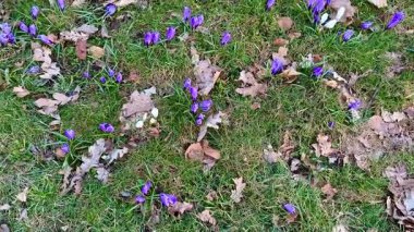 Canlı mor ve beyaz timsahlar ilkbaharın başlarında yemyeşil çimlerden güzel bir şekilde ortaya çıkarlar.