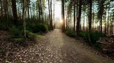 Sıcak günbatımı ışığında yıkanan huzurlu bir orman yolu keşfedin. Rahatlamak ve keşfetmek için mükemmel..