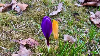 Göz kamaştırıcı ve güzel bir yakın çekim. Canlı mor ve turuncu kır çiçekleri güzel baharda ortaya çıkıyor.