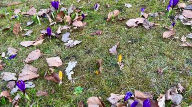 İlkbaharda yeşil çimenlerdeki kuru sonbahar yapraklarıyla çevrili canlı mor kır çiçekleri güzel bir şekilde ortaya çıkıyor.