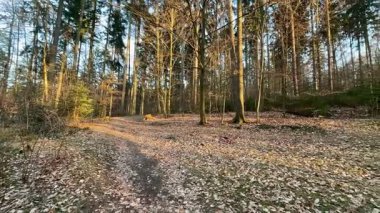 Güneş ışığının ağaçların arasından süzülüp doğa yürüyüşleri için ideal bir ortam yarattığı sakin bir orman yolu.