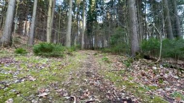 Etrafı görkemli yüksek ağaçlar ve yemyeşil ağaçlarla çevrili sakin bir orman yolunda sakin bir yürüyüş yap.