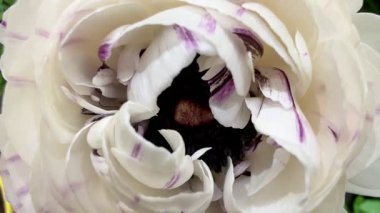 Bu resim çarpıcı beyaz bir çiçeğin yakın plan görüntüsünü yakalar. Bu çiçekte karmaşık, narin mor çizgiler bulunur.