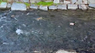 Ördekler zarif bir şekilde dingin bir nehirde yüzüyorlar, güzel bir şekilde canlı doğal güzellik ve berrak suyla çevrili.