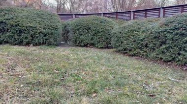 Huzurlu bir manzara, gür, canlı çalılar ve kırsal ahşap çitlerle çevrili çimenli bir alan.