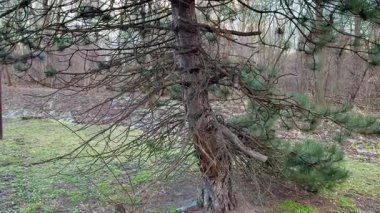 Çarpıcı bir ağaç eşsiz bükülmüş gövdesini sergiliyor ve dingin doğal bir ortamda dallarını açıyor.