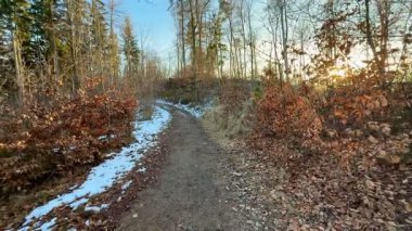 Güzel ve dingin bir patika, yemyeşil bir ormanda kıvrılıyor, kışların gelişini ve mevsimsel güzelliği vurguluyor.