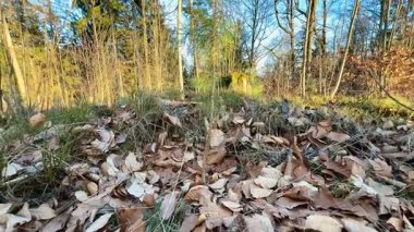 Sakin ve sakin bir orman manzarası güzel bir şekilde renkli bir sonbahar yaprakları örtüsüyle kaplıdır.