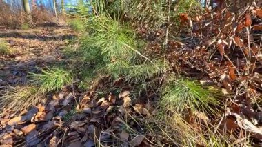 Canlı bir çam ağacı manzarası. Etrafı yapraklarla çevrili, doğal bir şekilde.