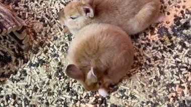 İnanılmaz derecede sevimli olan iki yavru tavşan, rahat bir şekilde yatak malzemelerinin içinde dinleniyorlar.