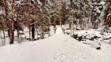 Huzurlu ve sakin karlı bir patika. Resimli ve sakin bir kış ormanı sahnesinde yavaşça yol alıyor.