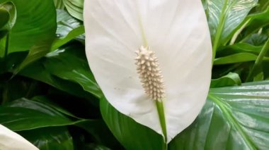 Çarpıcı beyaz bir barış nilüferleri zarif ve zarif bir şekilde yemyeşil yaprakları arasında çiçek açar.