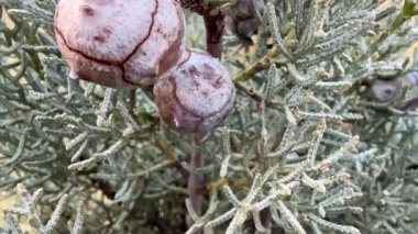 Doğal dokularını ve benzersiz desenlerini gözler önüne seren, yemyeşil bir bitkinin büyüleyici büyümesine yakından bakmak.