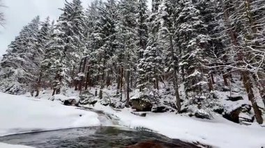 Huzurlu bir kış sahnesi güzel bir şekilde karla kaplı ağaçlarla birlikte huzurlu, nazikçe akan bir nehrin yanında