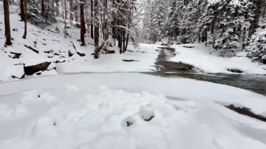 Güzel, sakin bir kış sahnesi, karla kaplı bir zemin, yüksek ağaçların arasında yavaşça akan bir nehrin yanında.