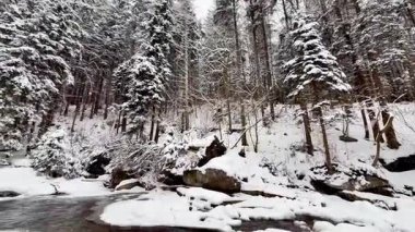 Şelalesi ve karlı ormanı olan donmuş dağ nehri. Doğanın sesi. Yüksek kalite 4k görüntü