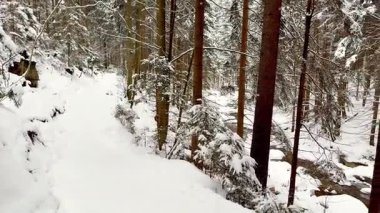 Güzel ve sakin bir kış sahnesi, karla kaplı ağaçların arasında huzurlu, karlı bir yol sergiliyor.