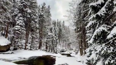 Kesinlikle nefes kesici bir karlı orman sahnesi. Kışın saf dinginliğini ve güzelliğini yakalıyor.