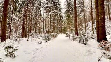 Karlı bir ormanda, uzun ağaçlar ve güzel kış manzaralarıyla çevrili sakin ve sakin bir patika.