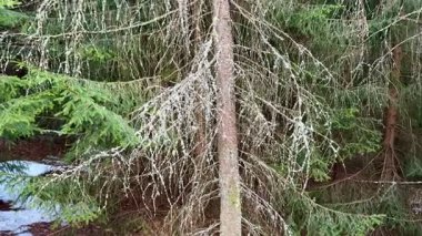 Benzersiz ağaçların, çarpıcı ve güzel gökyüzü manzaralarının olduğu sakin ve sakin bir ormanı keşfedin.