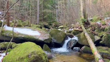 Huzurlu bir orman sahnesi. Yumuşak bir dere, Mosscovered kayaların üzerinden akıyor. Doğası gereği güzelliklerle çevrili.