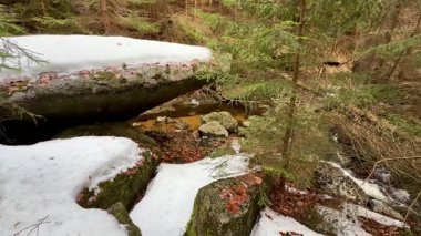 Huzurlu ve sakin bir orman sahnesi karla kaplı zeminin ve kayalık arazinin huzurlu güzelliğini gözler önüne seriyor.